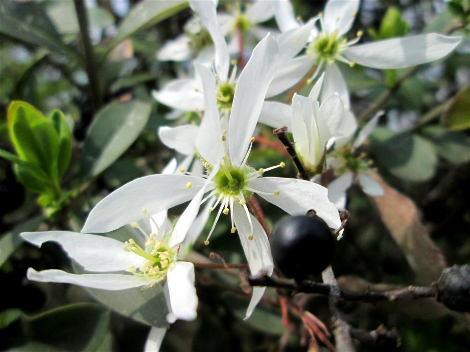 Kupfer-Felsenbirne (Amelanchier lamarckii) an einem Brückendamm in Hockenheim, an diesem Standort vermutlich ausgewildert - Ursprung: Nordamerika