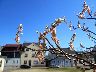 Kupfer-Felsenbirne (Amelanchier lamarckii) in Brebach