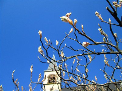 Kupfer-Felsenbirne (Amelanchier lamarckii) in Brebach