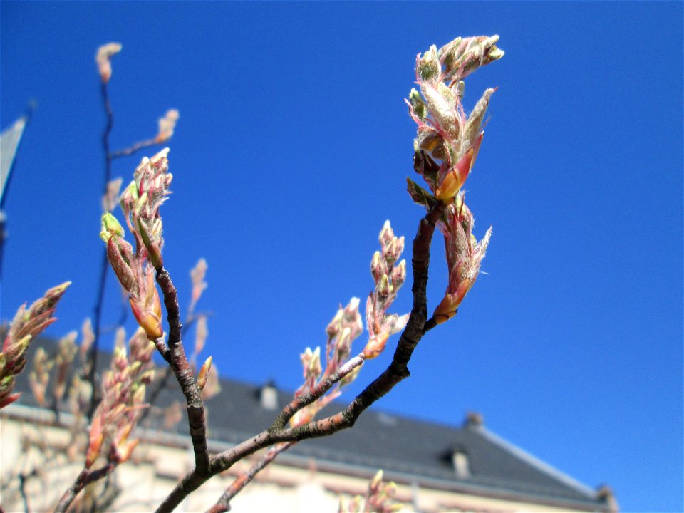 Kupfer-Felsenbirne (Amelanchier lamarckii) in Brebach