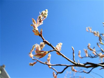 Kupfer-Felsenbirne (Amelanchier lamarckii) in Brebach