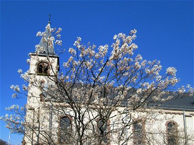 Kupfer-Felsenbirne (Amelanchier lamarckii) in Brebach