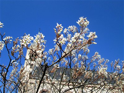 Kupfer-Felsenbirne (Amelanchier lamarckii) in Brebach