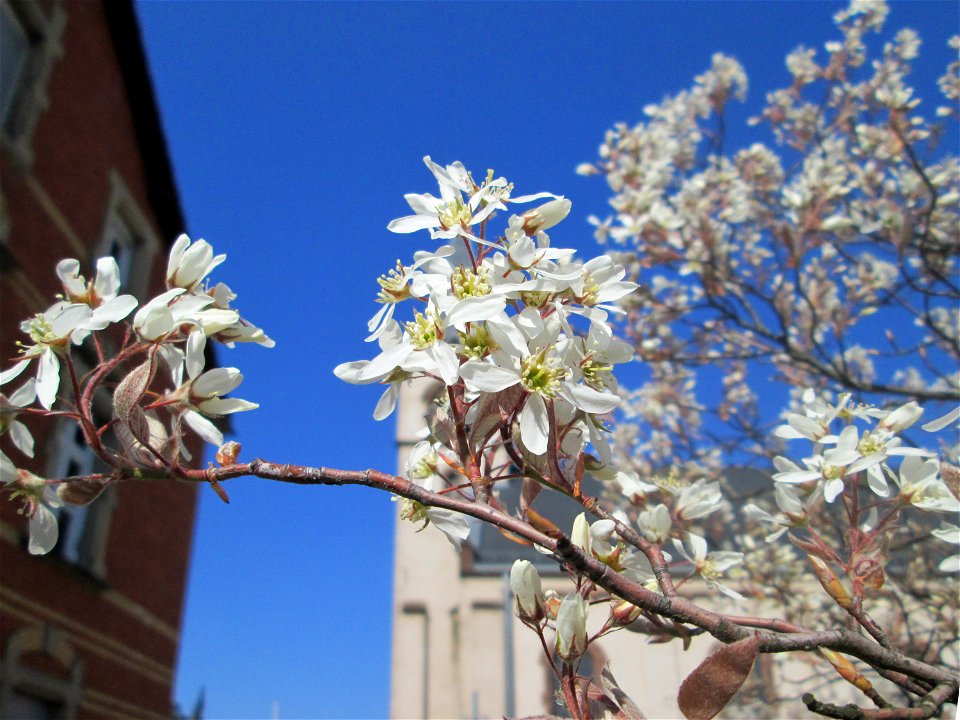 Kupfer-Felsenbirne (Amelanchier lamarckii) in Brebach