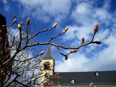 Kupfer-Felsenbirne (Amelanchier lamarckii) in Brebach