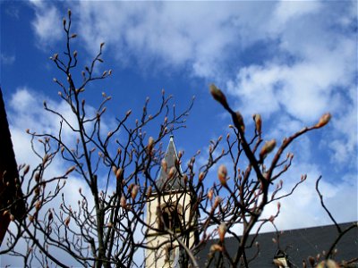 Kupfer-Felsenbirne (Amelanchier lamarckii) in Brebach