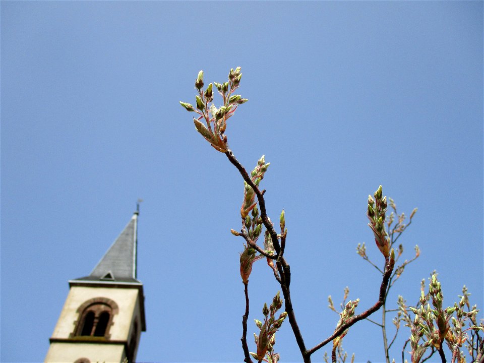 Kupfer-Felsenbirne (Amelanchier lamarckii) in Brebach