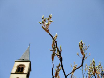 Kupfer-Felsenbirne (Amelanchier lamarckii) in Brebach