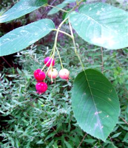 Kupfer-Felsenbirne (Amelanchier lamarckii)
