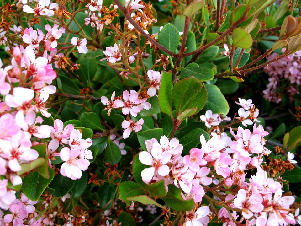 Indian Hawthorn in bloom.

McJaje