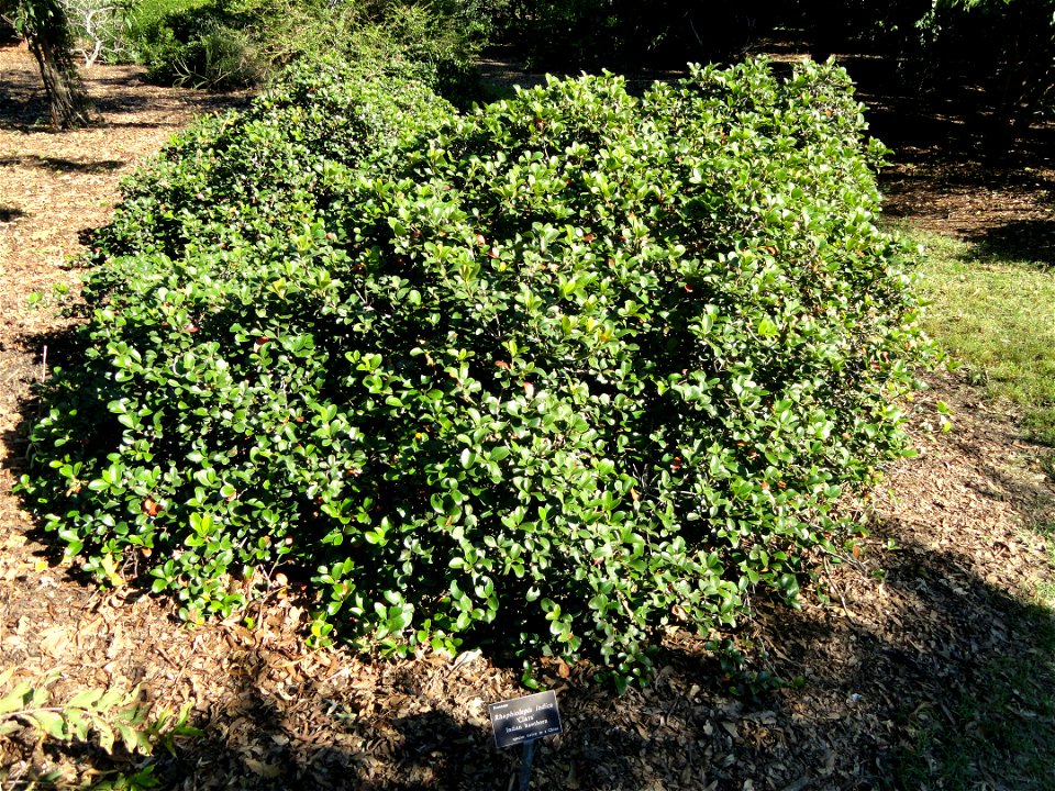 Rhaphiolepis indica 'Clara' specimen in the J. C. Raulston Arboretum (North Carolina State University), 4415 Beryl Road, Raleigh, North Carolina, USA.