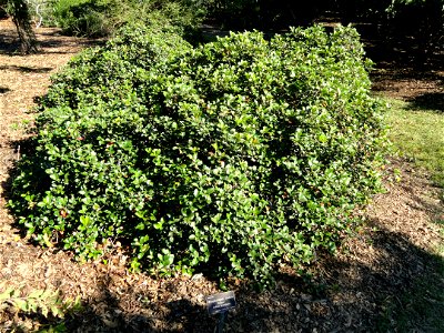 Rhaphiolepis indica 'Clara' specimen in the J. C. Raulston Arboretum (North Carolina State University), 4415 Beryl Road, Raleigh, North Carolina, USA.