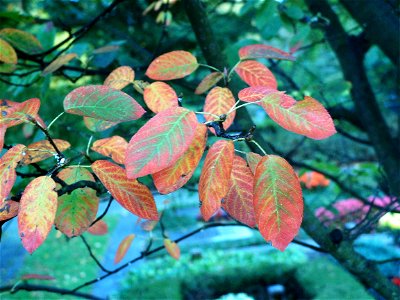 Herbst im Venner Moor nahe Münster (vermutlich Amelanchier lamarckii)