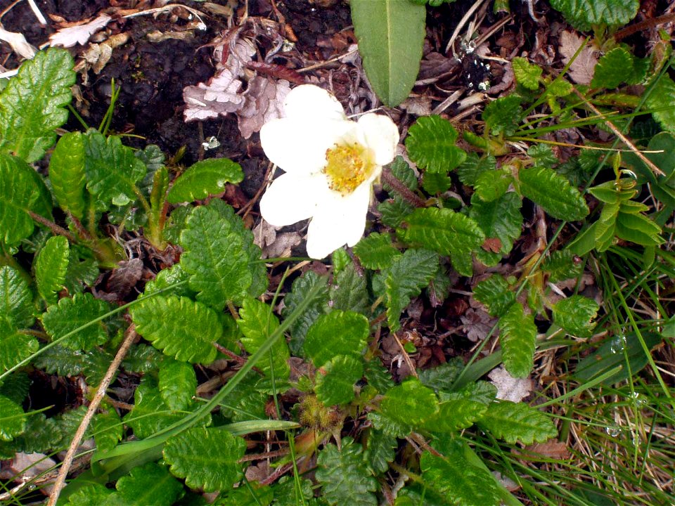 Dryas octopetala, showing flower and foliage, growing in Liechtenstein.