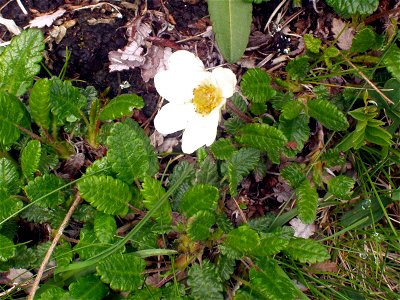 Dryas octopetala, showing flower and foliage, growing in Liechtenstein.