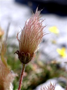 Seed head of Dryas octopetala on the Burren, County Clare