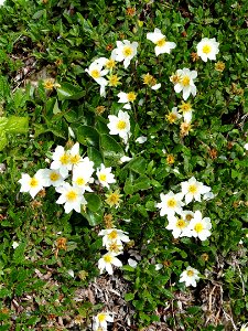 Dryas octopetala specimen in the Botanischer Garten München-Nymphenburg, Munich, Germany.