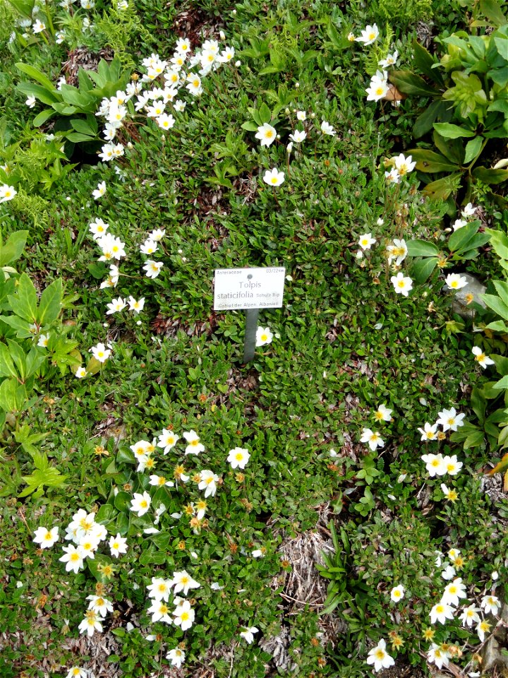 Dryas octopetala in bloom accompanied by several other plant species, including a Tolpis staticifolia specimen in the Botanischer Garten München-Nymphenburg, Munich, Germany.