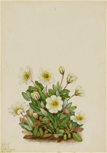 White Dryad (Dryas octopetala)