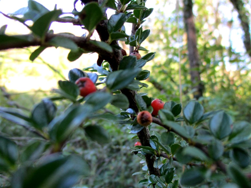 Fächer-Zwergmispel (Cotoneaster horizontalis) am Kalksteinbruch im Naturschutzgebiet „Birzberg, Honigsack/Kappelberghang“