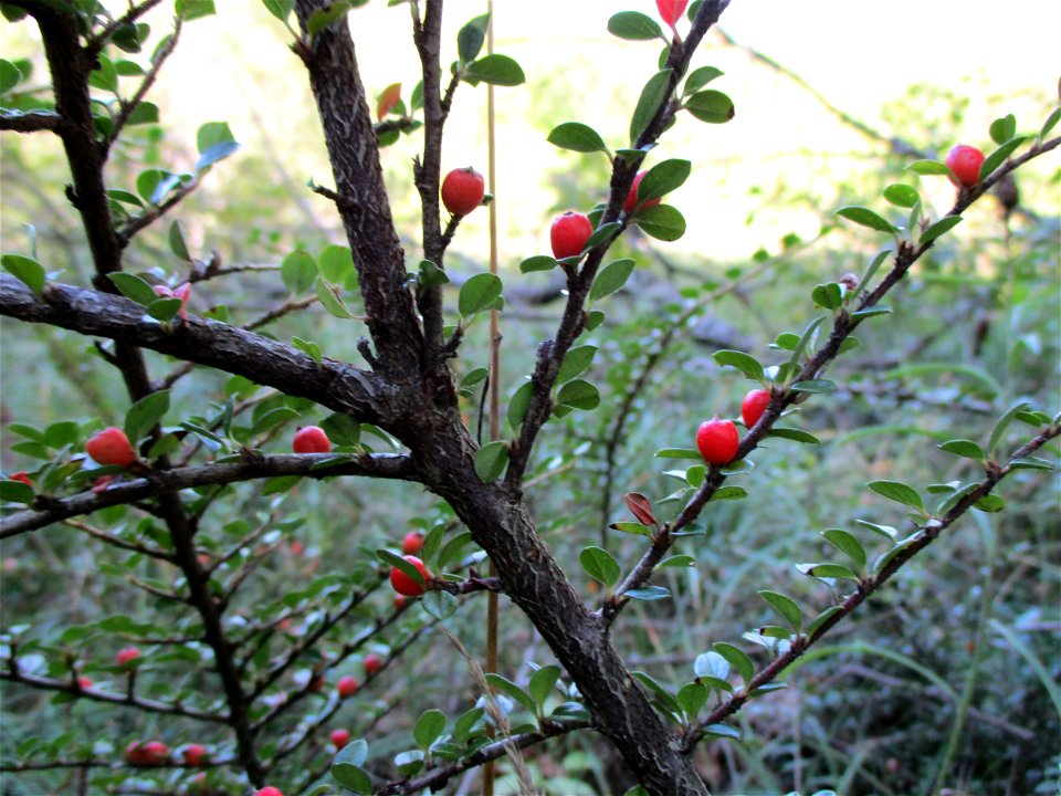 Fächer-Zwergmispel (Cotoneaster horizontalis) am Kalksteinbruch im Naturschutzgebiet „Birzberg, Honigsack/Kappelberghang“