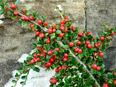 Image title: Bush branch with red berries Image from Public domain images website, http://www.public-domain-image.com/full-image/flora-plants-public-domain-images-pictures/bushes-and-shrubs-public-dom photo