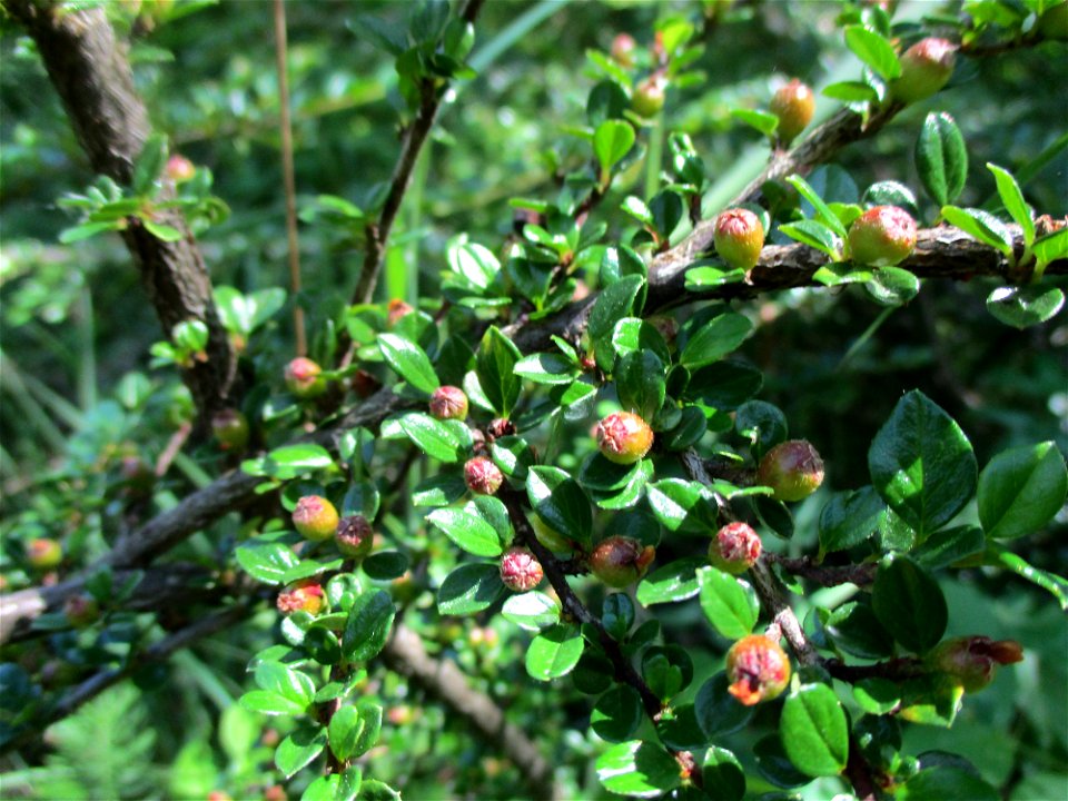 Fächer-Zwergmispel (Cotoneaster horizontalis) am Kalksteinbruch im Naturschutzgebiet „Birzberg, Honigsack/Kappelberghang“