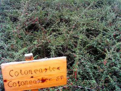 Cotoneaster horizontalis ssp. habit, Dehesa Boyal de Puertollano, Spain photo