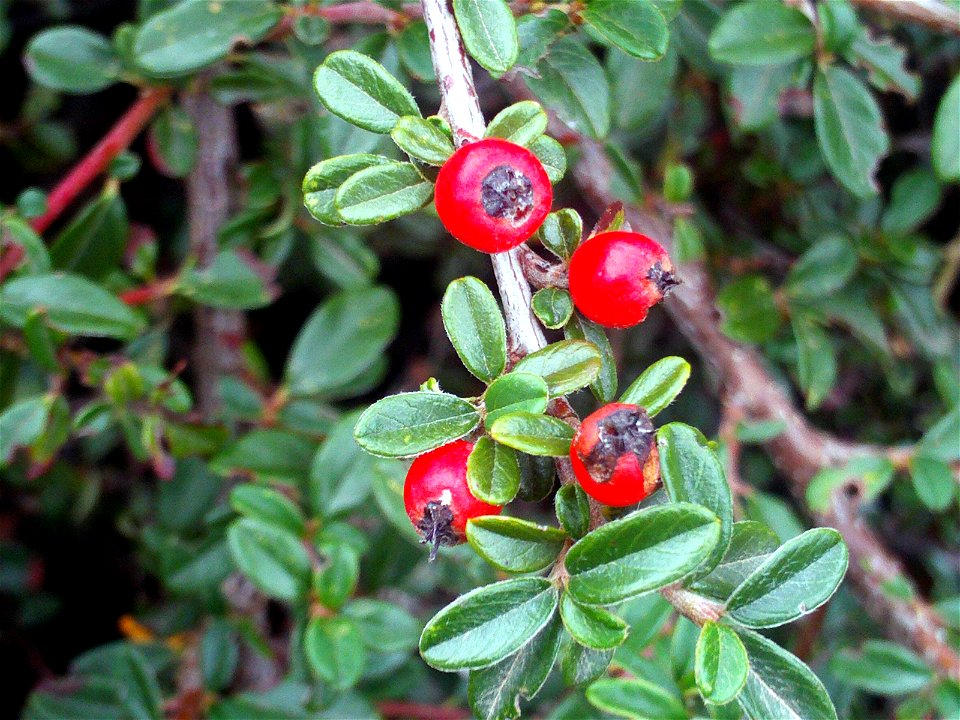 Cotoneaster horizontalis ssp. fruit, Dehesa Boyal de Puertollano, Spain
