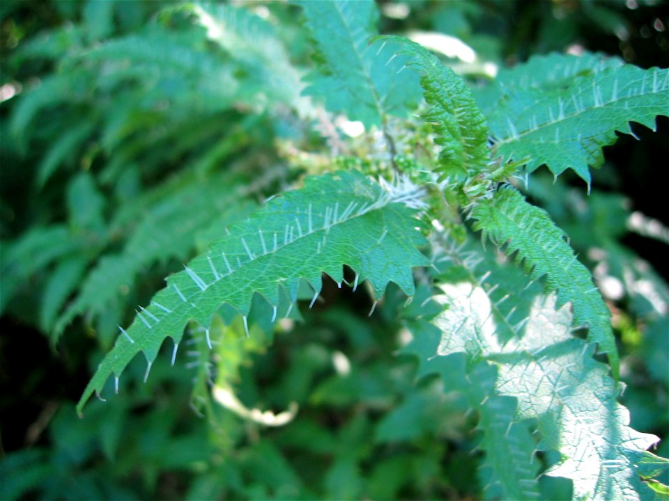 Close-up of ongaonga leaves and hairs. Photo taken 5 March 2004 below Kenepuru Saddle, Queen Charlotte Walkway, Marlborough Sounds, New Zealand. Ongaonga (Urtica ferox) is a New Zealand tree nettle. S