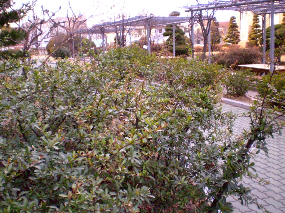 Winter foliage of Pyracantha angustifolia in Daegu, South Korea.