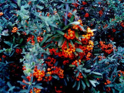 Pyracantha angustifolia plant Dehesa Boyal de Puertollano, Spain