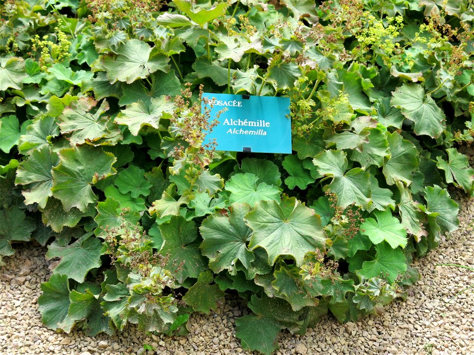 Alchemilla vulgaris in the physic garden of the Hôtel-Dieu in Tournus (Saône-et-Loire, France). Identified by its botanic label.