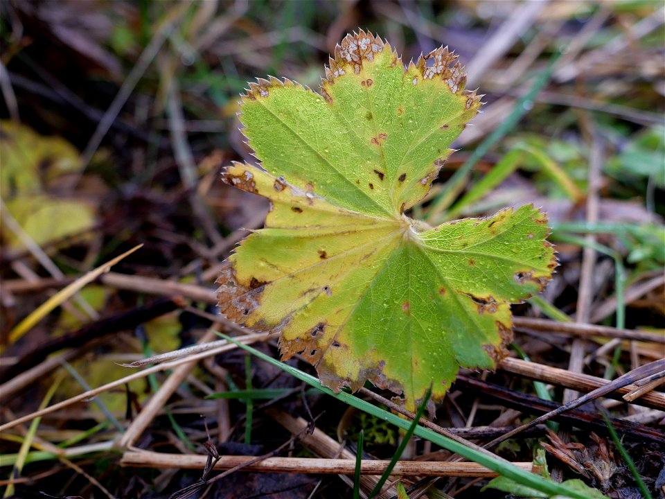 Autumn openwork leaf, Ershi village, Karelia, 2021