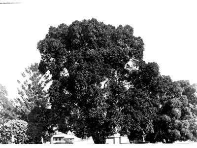 Ficus Rubiginosa Specimen,  Botanic Gardens