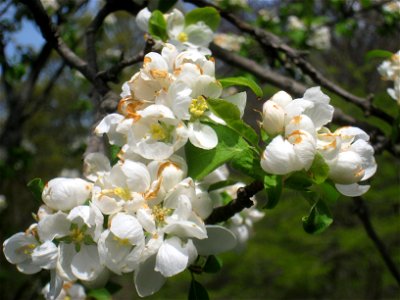 Malus prunifolia 'fastigiata', Arnold Arboretum, Jamaica Plain, Boston, Massachusetts, USA.