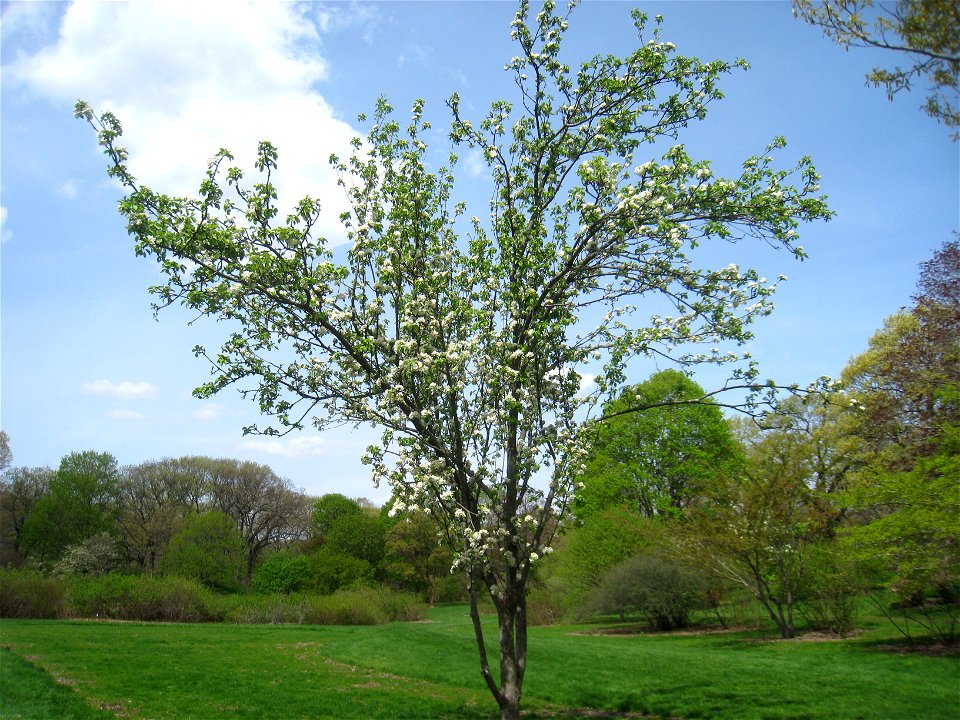 Malus prunifolia 'fastigiata', Arnold Arboretum, Jamaica Plain, Boston, Massachusetts, USA.