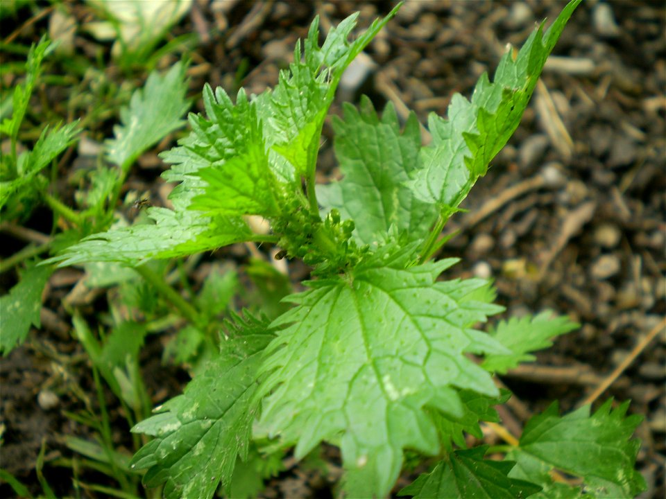 Urtica urens leaves