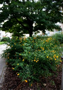 Brno-Komín,Keria japonica, Pleniflora photo