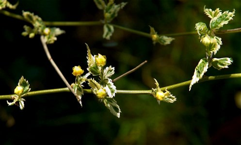 Kerria japonica 'Variegata'