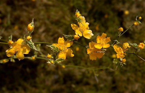 Kerria japonica 'Variegata'