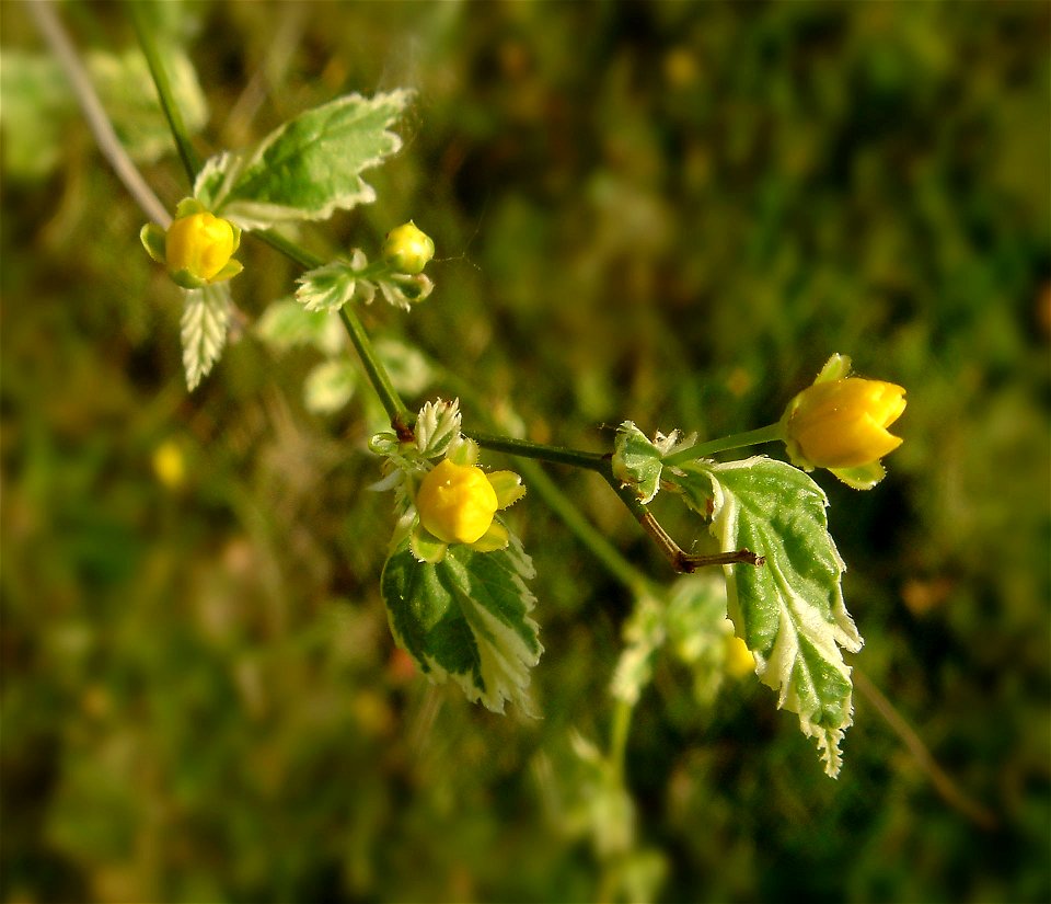 Kerria japonica 'Variegata'