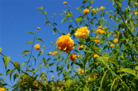 Flowers, stems, and leaves of Kerria japonica in bloom with yellow flowers at Hulda Klager Lilac Gardens. photo