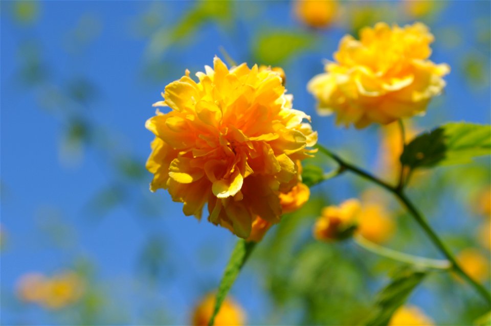 Closeup on yellow flower of a Kerria japonica at Hulda Klager Lilac Gardens.
