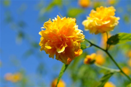 Closeup on yellow flower of a Kerria japonica at Hulda Klager Lilac Gardens. photo