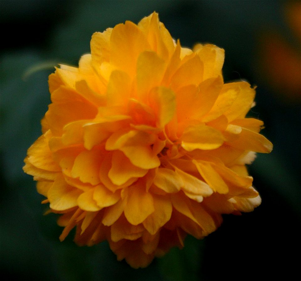 Brno-Komín,Keria japonica, Pleniflora