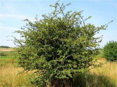 Zweigriffeliger Weißdorn (Crataegus laevigata) im Naturschutzgebiet Mürmes