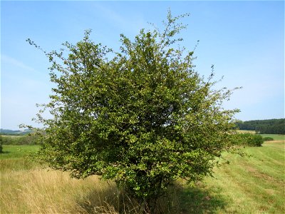 Zweigriffeliger Weißdorn (Crataegus laevigata) im Naturschutzgebiet Mürmes