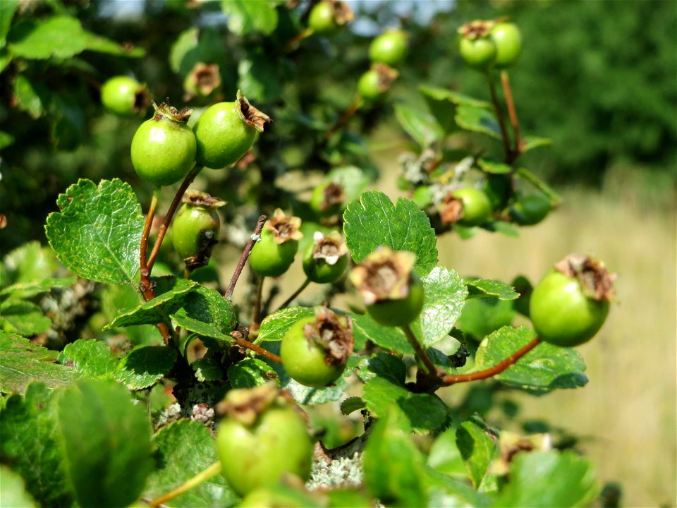 Zweigriffeliger Weißdorn (Crataegus laevigata) im Naturschutzgebiet Mürmes