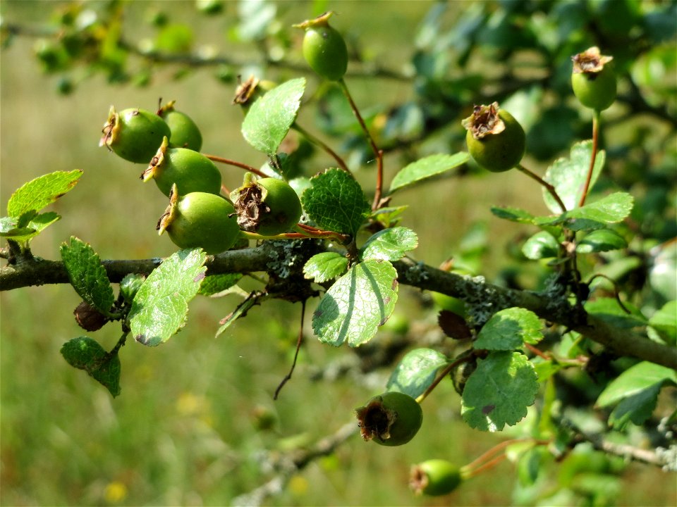 Zweigriffeliger Weißdorn (Crataegus laevigata) im Naturschutzgebiet Mürmes